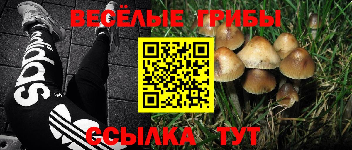 Новошахтинск  Галлюциногенные грибы прущие грибы  Галлюциногенные грибы мухоморы  где продают наркотики  Вход с VPN 
